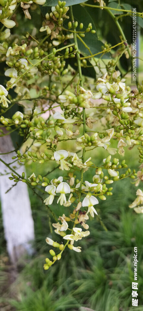 公园里的绿叶白花