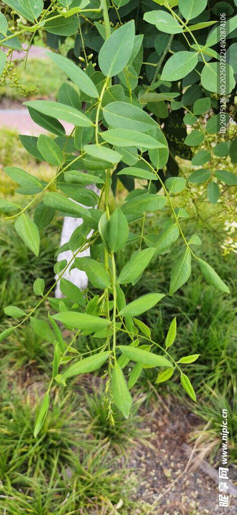 绿叶间的清新植物景象