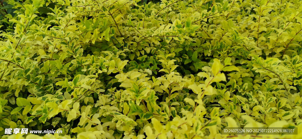 茂密金叶灌木丛景观