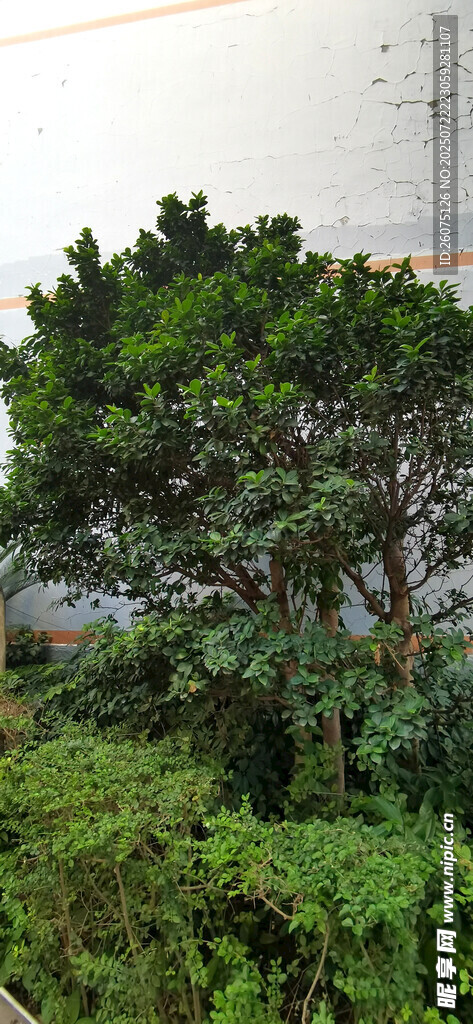 户外绿植景观