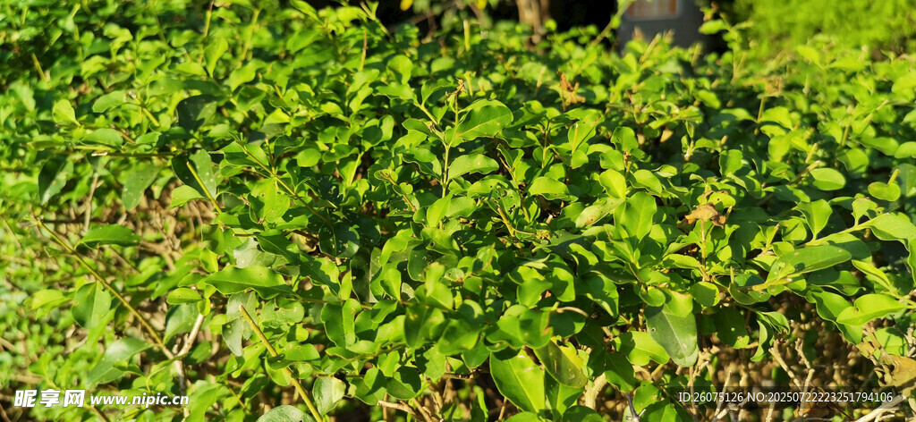 翠绿繁茂的植物景观