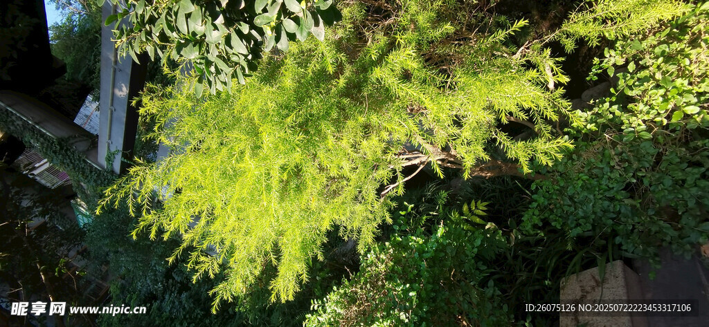 阳光下的翠绿枝叶
