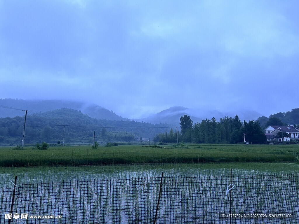 麦田 农村 田野