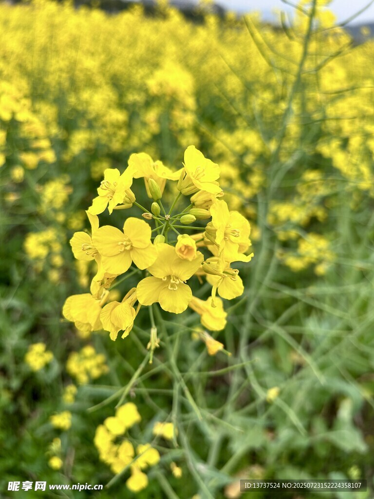 花海 油菜花