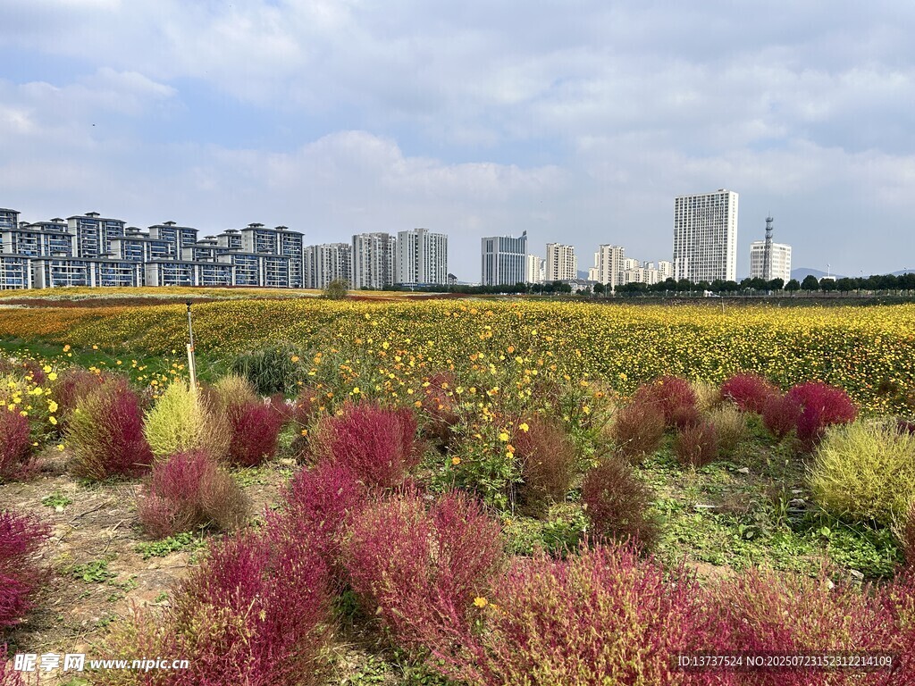 花海 地肤 百日菊 油菜花