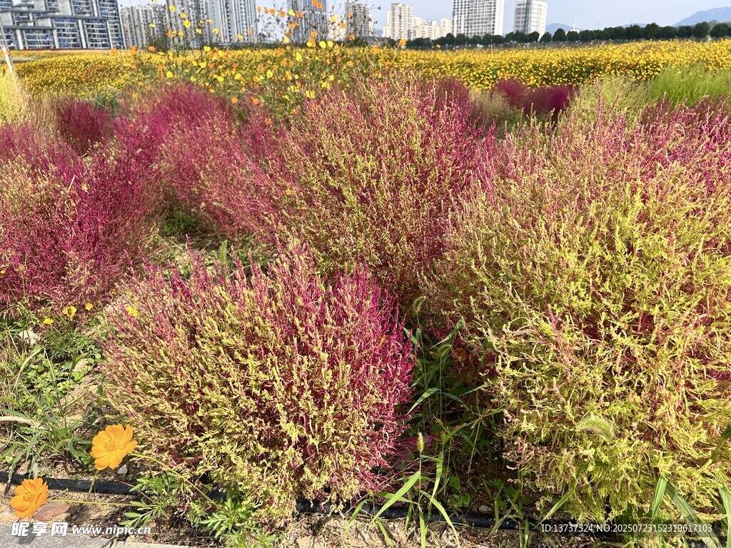 花海 地肤 百日菊 油菜花