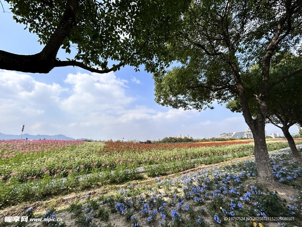 花卉 醉蝶花 蓝雪丹