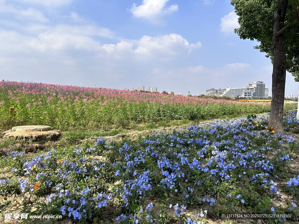 花海 蓝花鼠尾草 醉蝶花