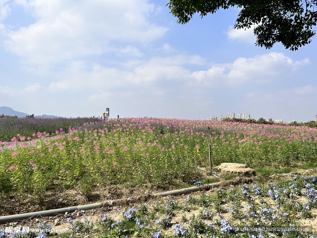 花海 蓝花鼠尾草 醉蝶花
