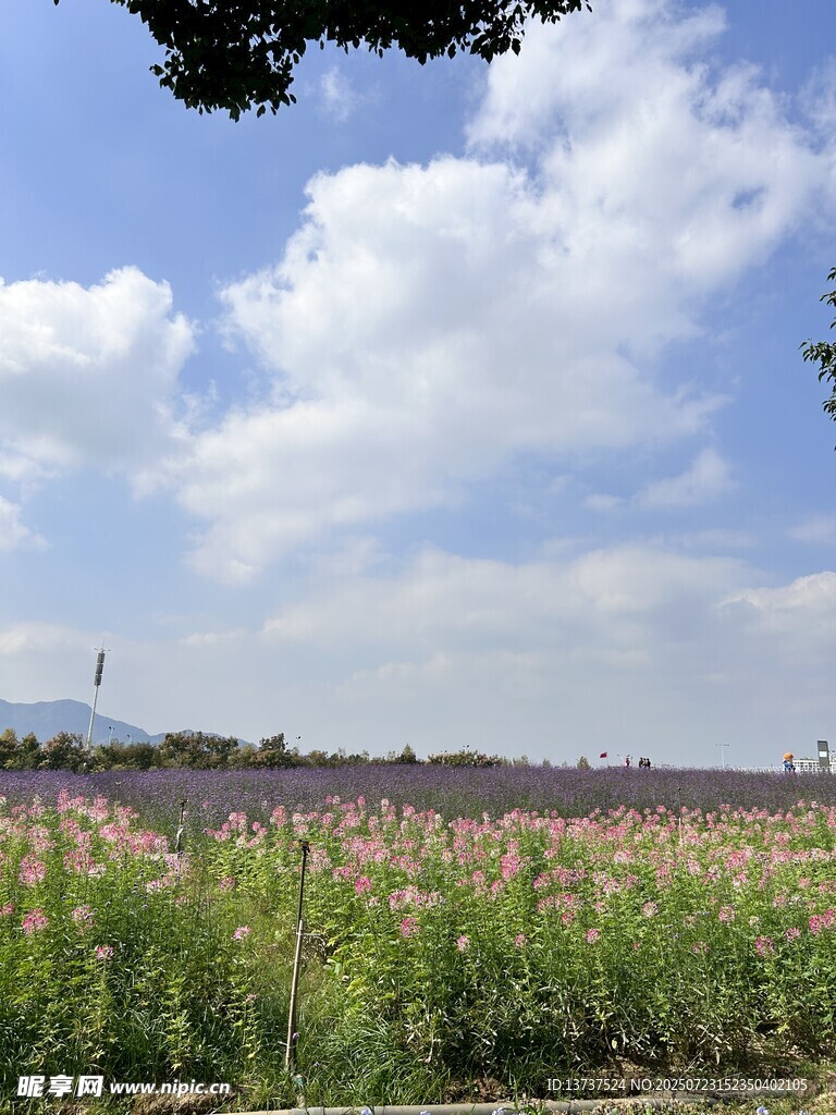 花海 醉蝶花 马鞭草