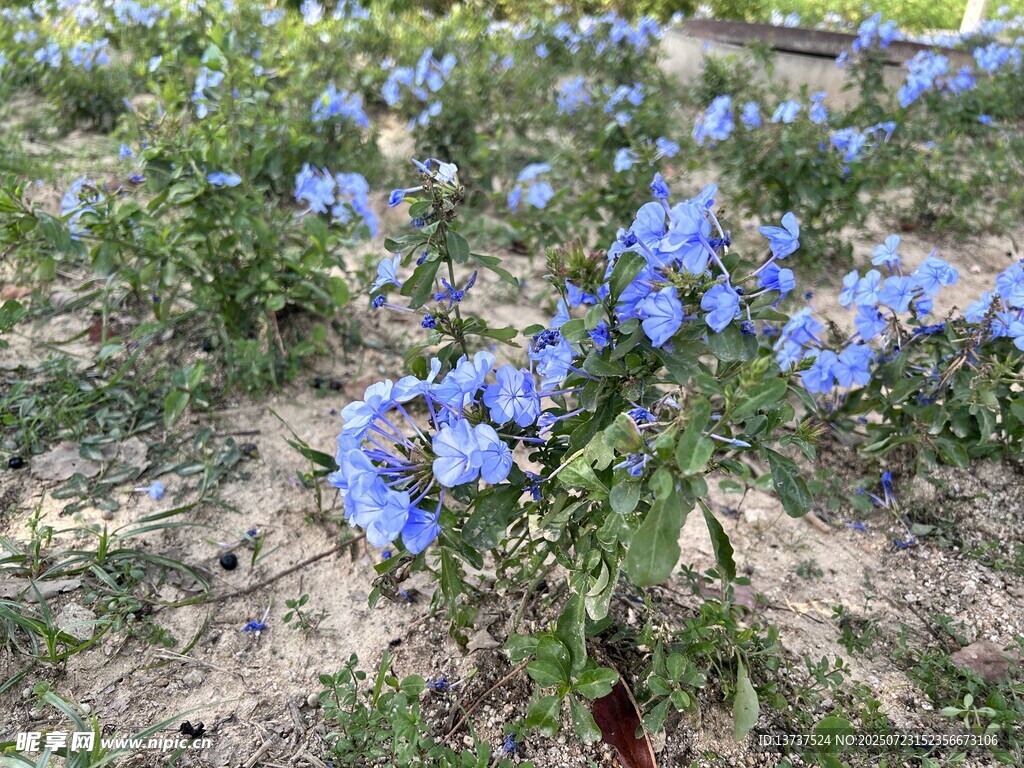 花海 蓝花丹
