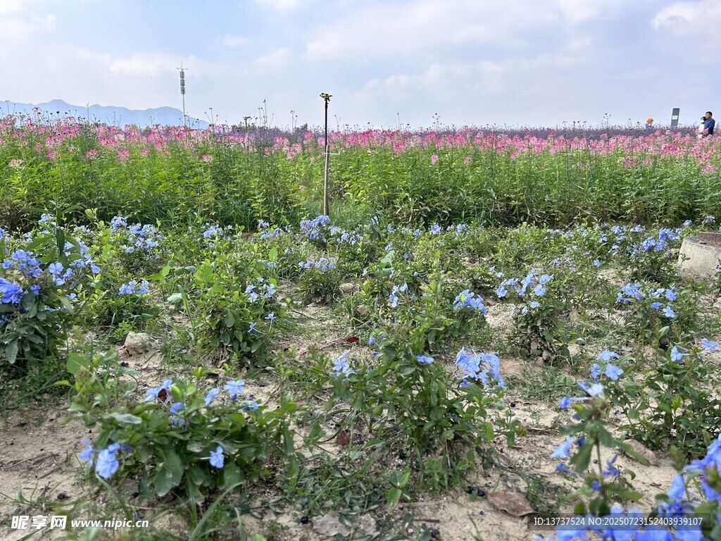 花海 蓝花丹 醉蝶花