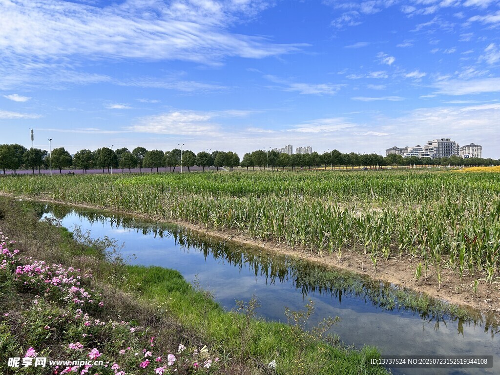 自然风景 百日菊 玉米
