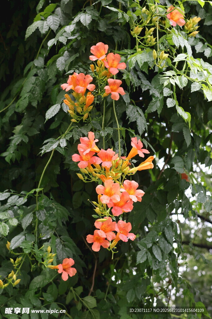 凌霄花