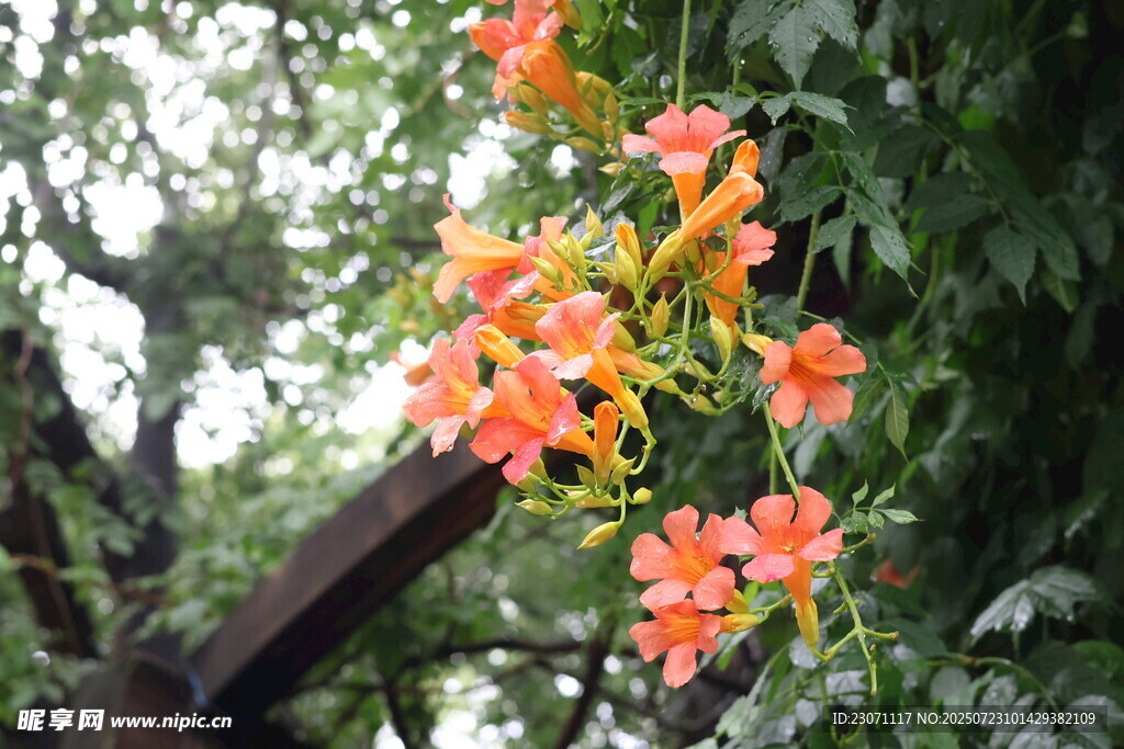 凌霄花
