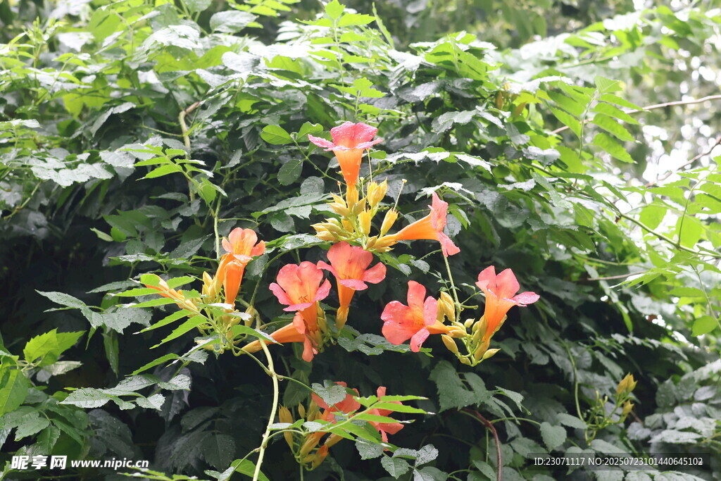鲜艳凌霄花绽放