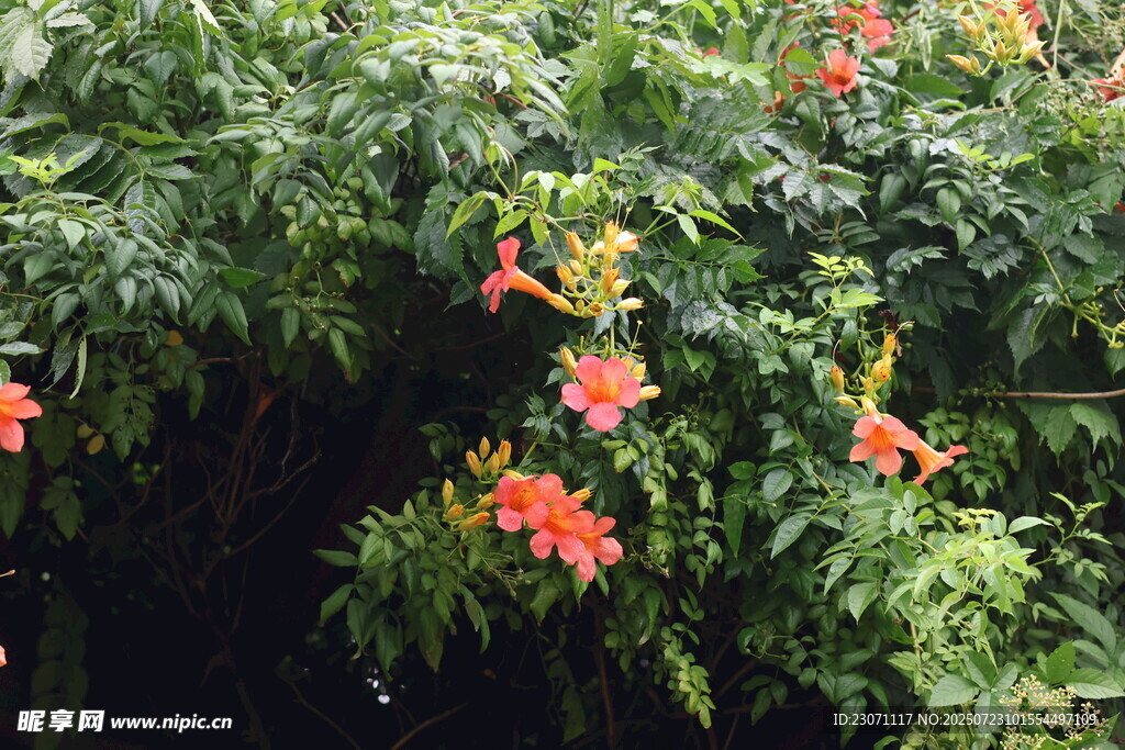 凌霄花