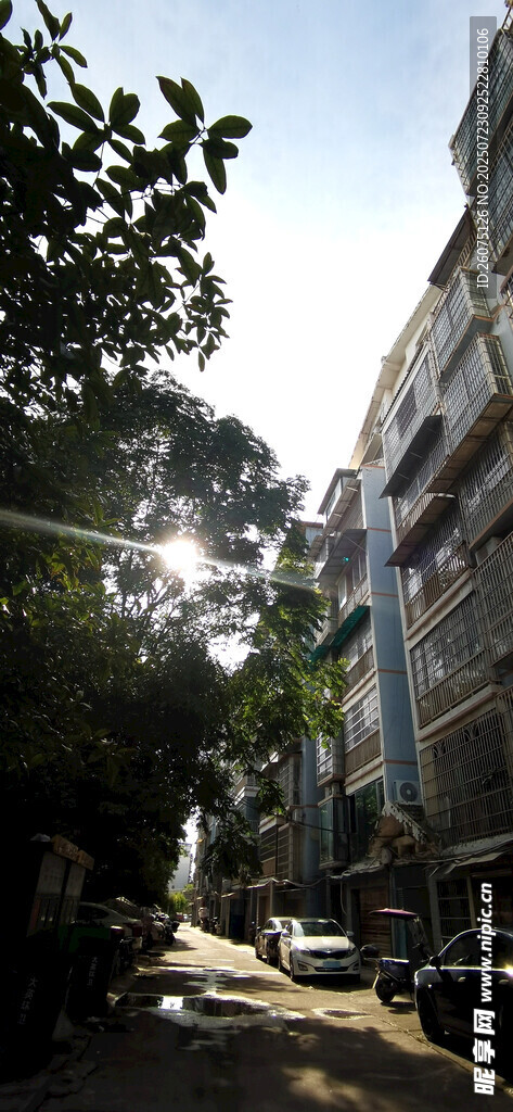 小区内晨光下的的绿树与建筑