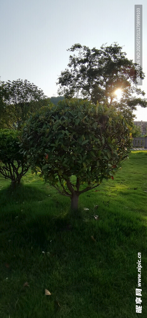 阳光下的绿意盎然草地树木