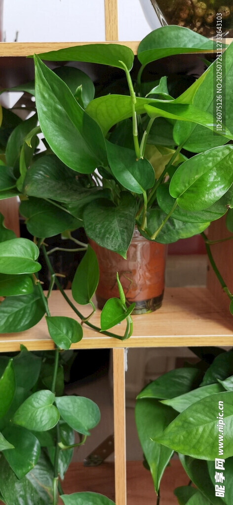 多层绿植架上的繁茂植物