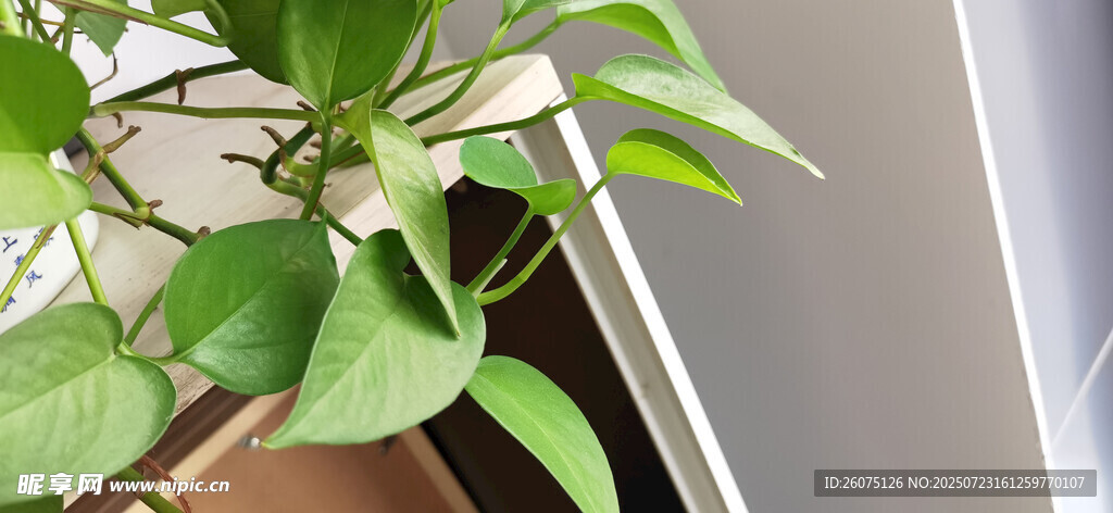 窗边绿植生机盎然