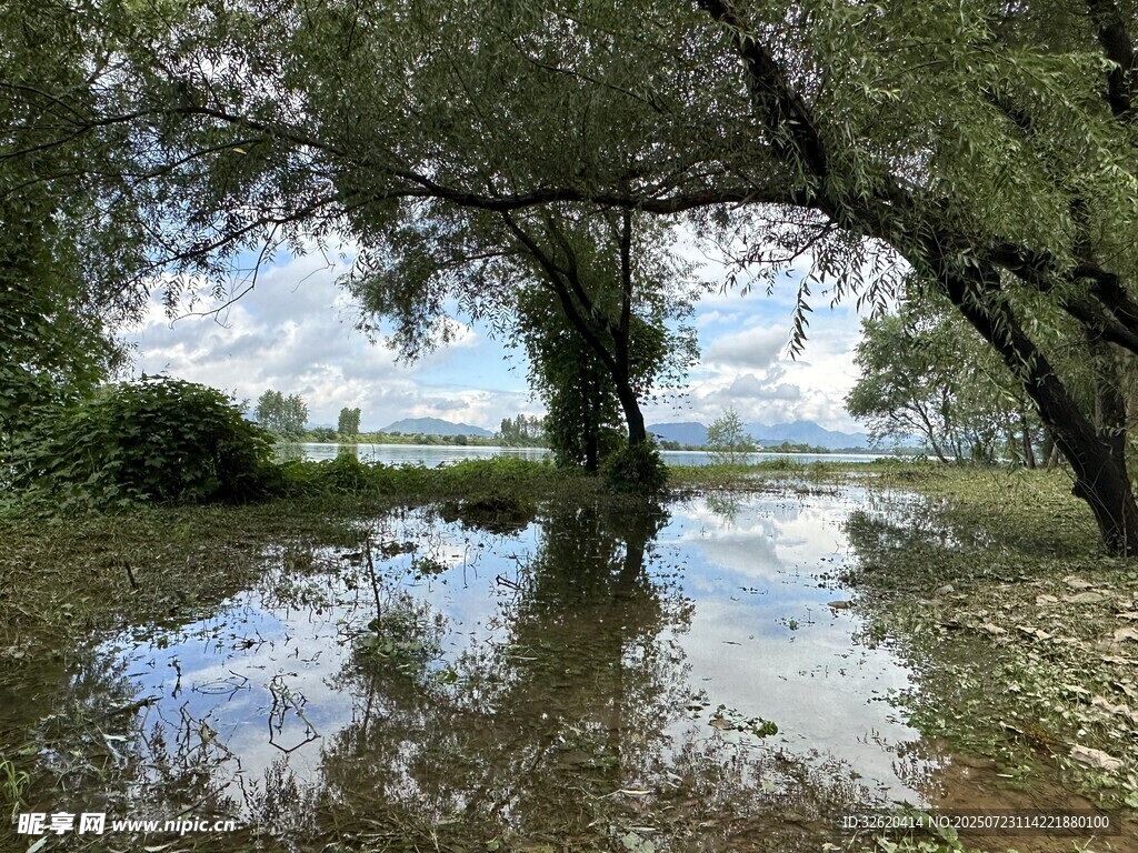 水浸树林的自然景象