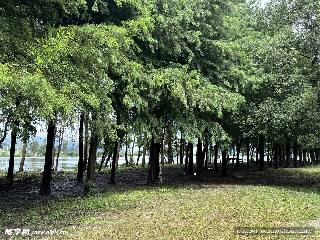 林间草地 葱郁树木景致
