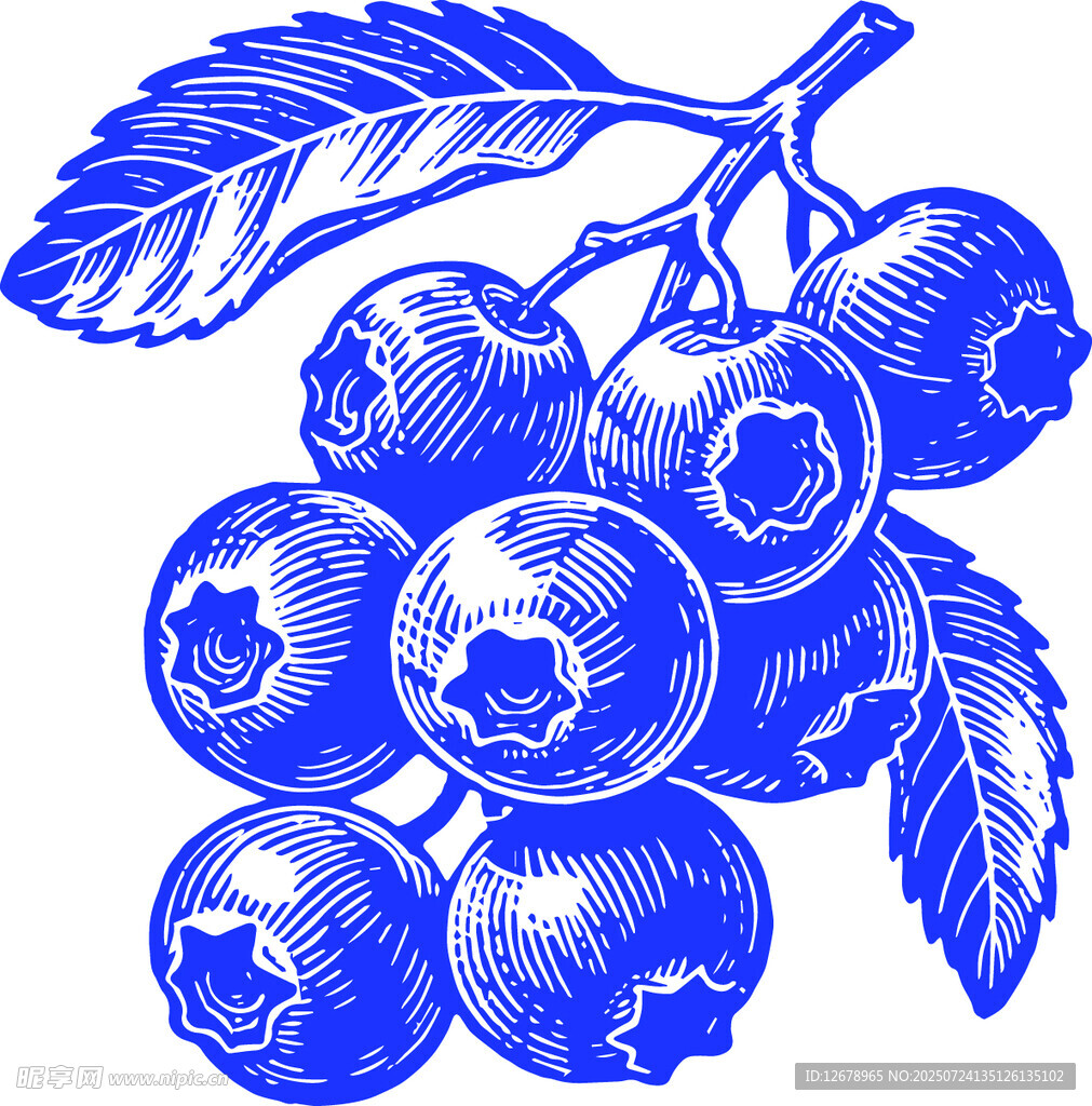 手绘蓝莓果实与枝叶版画