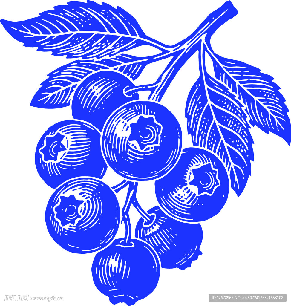 蓝调风蓝莓枝叶矢量版画插画