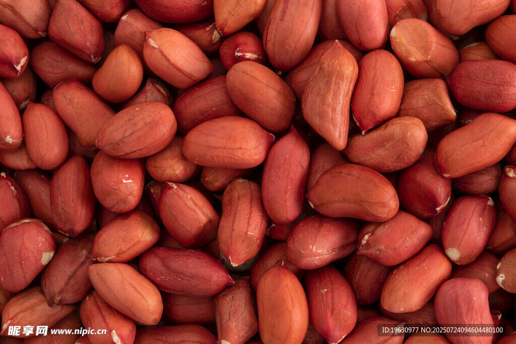饱满红皮花生米特写