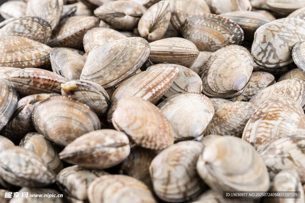 一堆蛤蜊特写