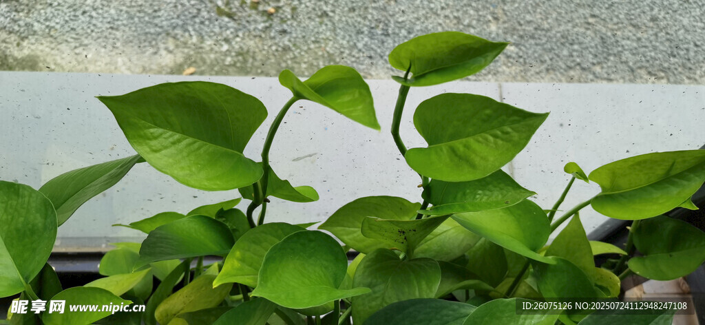 翠绿绿萝生机盎然