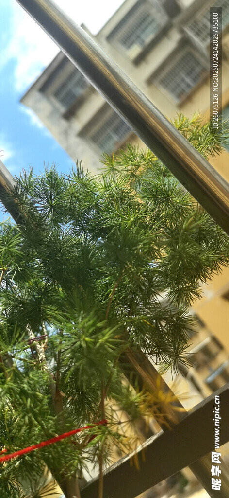 窗台上绿意盎然的树木景观