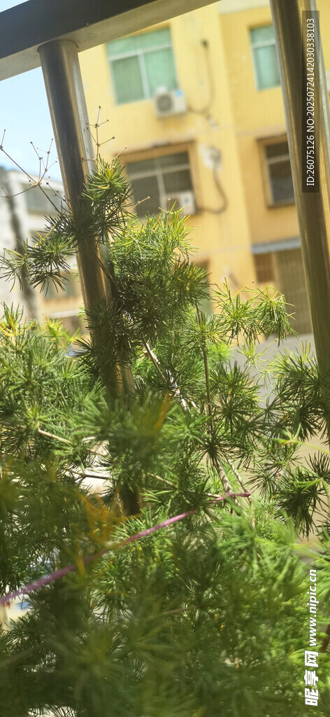 窗外绿意盎然的繁茂景象