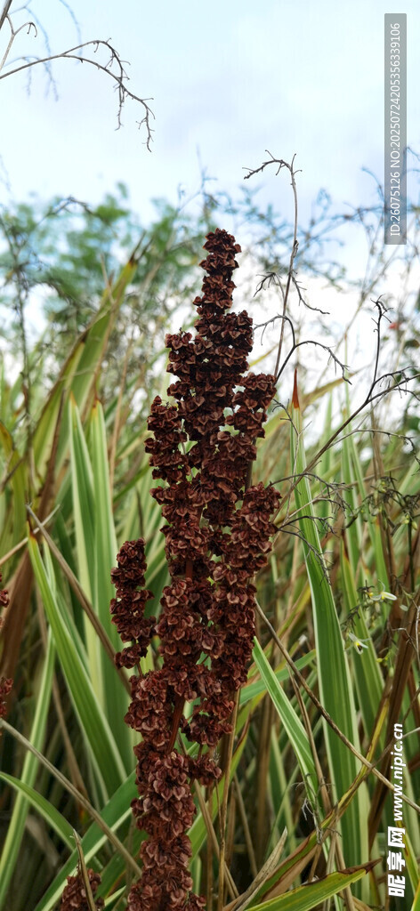 田野中的高大穗状植物