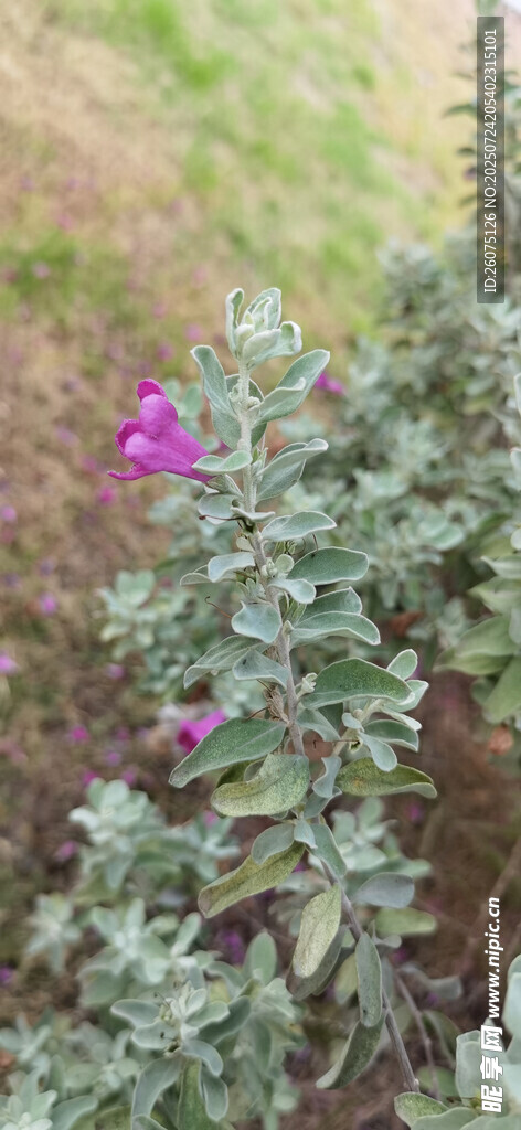 银叶丛中绽放的紫色小花