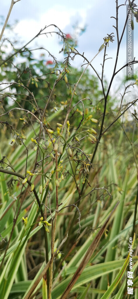 野外茂密的绿色植物景观