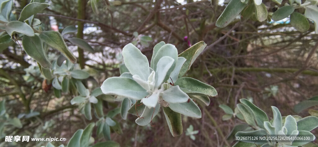 灰叶灌木植物