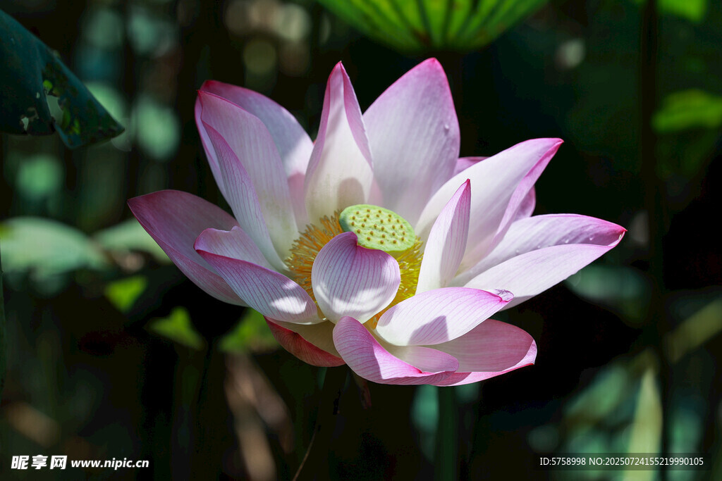 阳光下娇艳盛开的粉色荷花