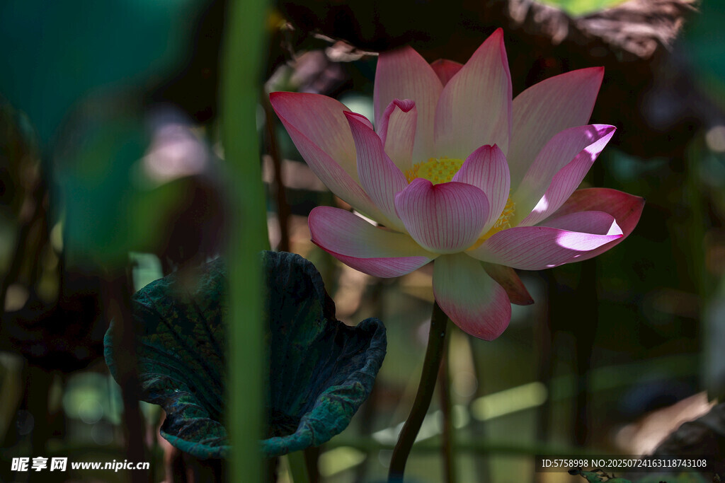 荷叶下娇艳盛开的粉色荷花