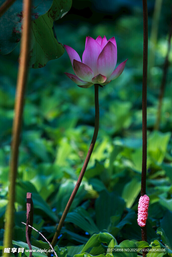 一枝含苞待放的荷花