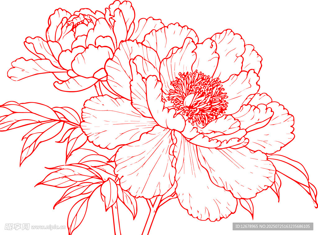 手绘红线条牡丹花卉图