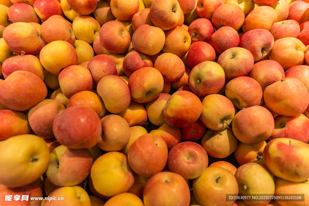 饱满色泽诱人的新鲜苹果