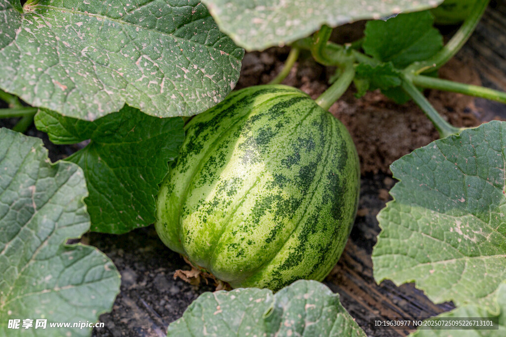 田间条纹小甜瓜