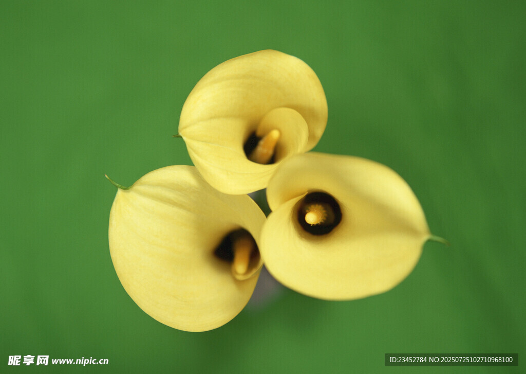 三朵黄色马蹄莲特写