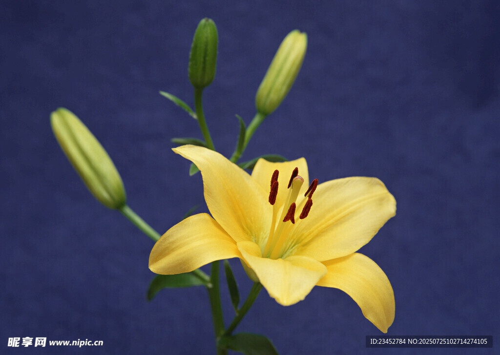 黄色百合花特写