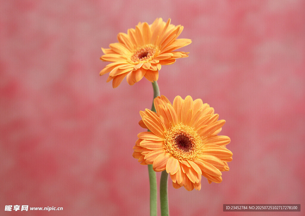 两朵橙色非洲菊