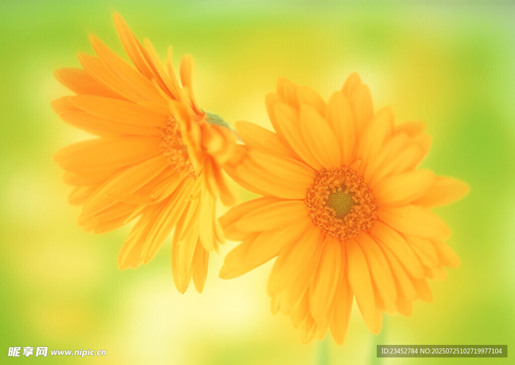 两朵明艳橙色花朵