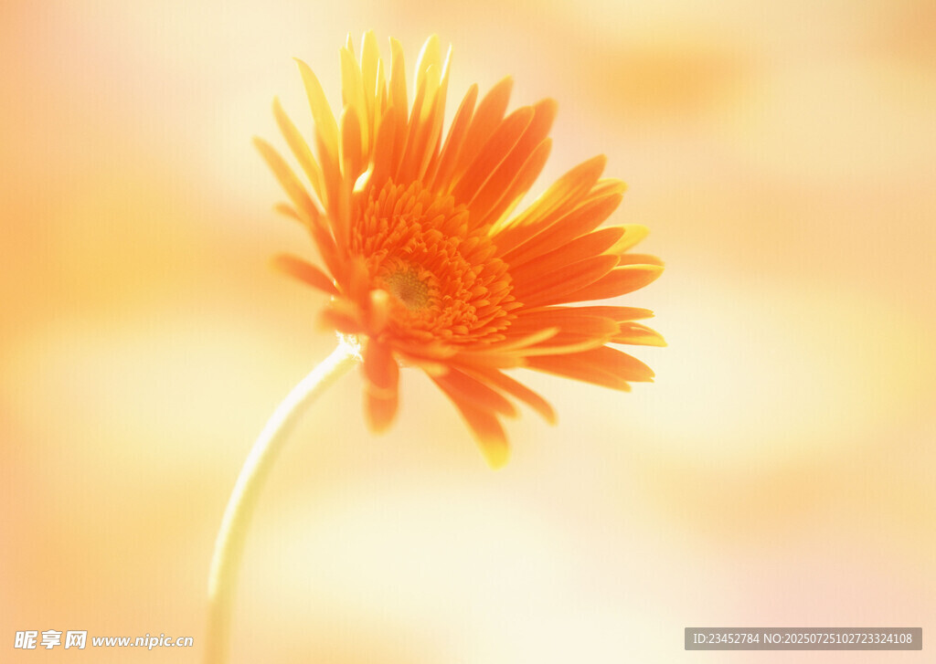 橙色雏菊特写