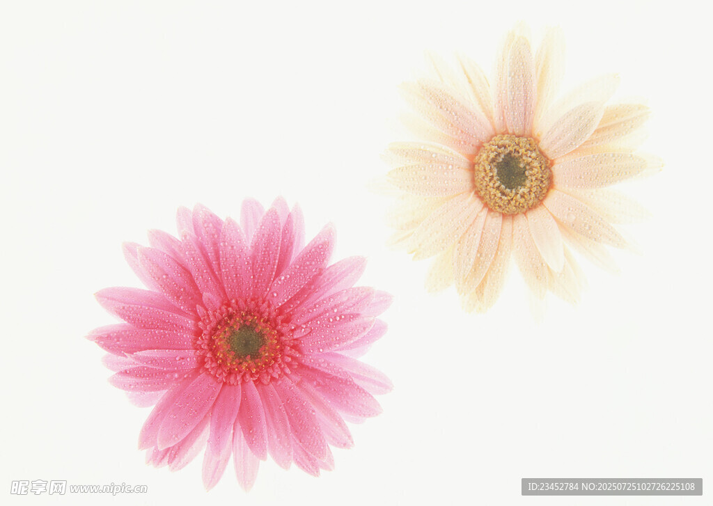 两朵美丽雏菊绽放